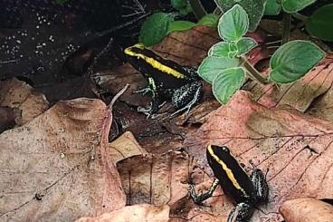 Poison dart frogs kaufen und verkaufen Photo: Suche adulte und subadulte frosche