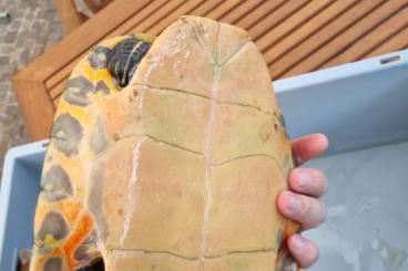 Schildkröten  kaufen und verkaufen Foto: Biete Hieroglyphen-Schmuckschildkröten