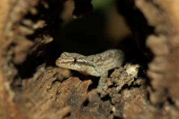 Geckos kaufen und verkaufen Photo: Kleine Jungferngeckos Nachzuchten 