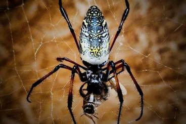 Spinnen und Skorpione kaufen und verkaufen Foto: Chilobrachys, Holconia, Amazonius, Poecilotheria, etc.