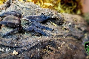 Spiders and Scorpions kaufen und verkaufen Photo: Echte Webspinnen und Vogelspinnen 