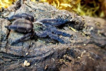 - bird spiders kaufen und verkaufen Photo: Diverse Vogelspinnen für Börse Berlin, Hamburg oder Versand - bird spiders kaufen und verkaufen Photo: Diverse Vogelspinnen für Börse Berlin, Hamburg oder Versand