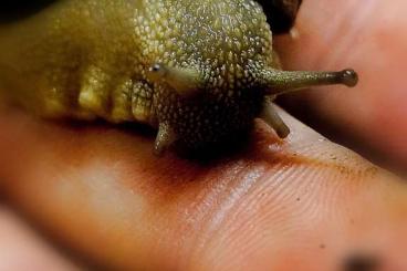 Mollusca kaufen und verkaufen Photo: Diverse Schnecken für Börse Berlin, Hamburg oder Versand Mollusca kaufen und verkaufen Photo: Diverse Schnecken für Börse Berlin, Hamburg oder Versand