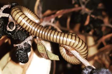 Myriapoda kaufen und verkaufen Foto: Diverse Diplopoda für Börse Hamburg, Berlin oder Versand Myriapoda kaufen und verkaufen Foto: Diverse Diplopoda für Börse Hamburg, Berlin oder Versand