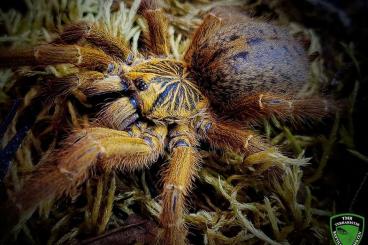 - bird spiders kaufen und verkaufen Photo: Diverse Vogelspinnen Part 2 für Versand oder Börse Berlin - bird spiders kaufen und verkaufen Photo: Diverse Vogelspinnen Part 2 für Versand oder Börse Berlin