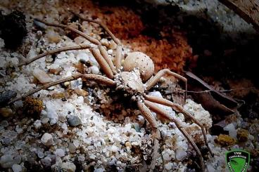 other spiders kaufen und verkaufen Photo: Diverse echte Webspinnen für Versand oder Börse Berlin other spiders kaufen und verkaufen Photo: Diverse echte Webspinnen für Versand oder Börse Berlin