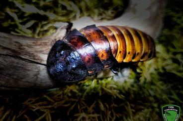 Insects kaufen und verkaufen Photo: Diverse Schaben für Versand oder Börse Berlin Insects kaufen und verkaufen Photo: Diverse Schaben für Versand oder Börse Berlin