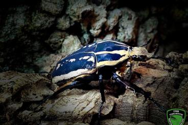 other Arthropoda kaufen und verkaufen Photo: Käfer, Mantoden, Raubwanzen für Versand oder Börse Berlin other Arthropoda kaufen und verkaufen Photo: Käfer, Mantoden, Raubwanzen für Versand oder Börse Berlin