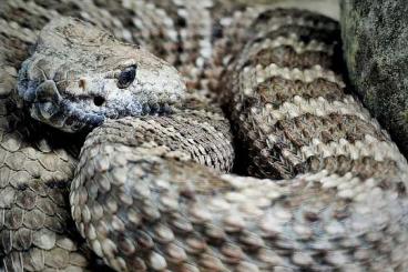 Venomous snakes kaufen und verkaufen Photo: 0.1 Crotalus stephensi und 1.0 Crotalus ruber ruber