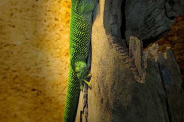 Geckos kaufen und verkaufen Foto: Phelsuma madagascariensis madagascariensis 