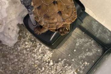 Schildkröten  kaufen und verkaufen Foto: Falsche Landkarten Höcker Wasserschildkröte