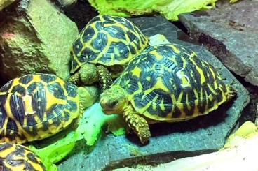 Landschildkröten kaufen und verkaufen Foto: Südindische Sternschildkröten 06/23 abzugeben