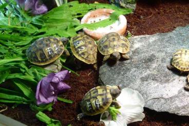 Landschildkröten kaufen und verkaufen Foto: Testudo hermanni - boettgerie - hercegovenensis