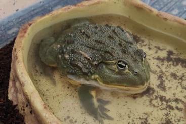 frogs kaufen und verkaufen Photo: Pyxichephalus adspersus 1.0 frogs kaufen und verkaufen Photo: Pyxichephalus adspersus 1.0