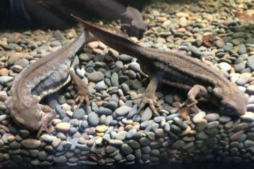 Newts kaufen und verkaufen Photo: Suche Cynops pyrrhogaster Weibchen adult