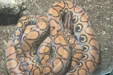 Boas kaufen und verkaufen Foto: Rote Regenbogenboa -Epicrates cenchria Boas kaufen und verkaufen Foto: Rote Regenbogenboa -Epicrates cenchria