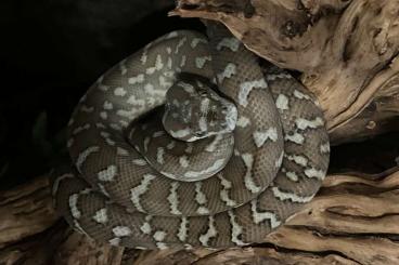 Pythons kaufen und verkaufen Foto: Morelia Bredli 0.1 ( Teppichpython)