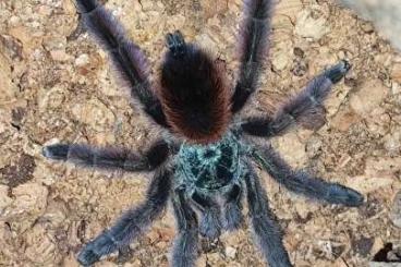 - bird spiders kaufen und verkaufen Photo: 0.0.1 Caribena Versicolor ca. 3cm KRL - bird spiders kaufen und verkaufen Photo: 0.0.1 Caribena Versicolor ca. 3cm KRL