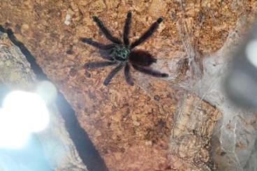 - bird spiders kaufen und verkaufen Photo: 0.0.1 Caribena Versicolor ca. 3cm KRL