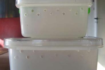 Supplies kaufen und verkaufen Photo: plastic boxes(sets) transport boxes