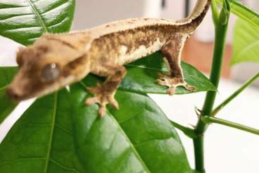 Geckos kaufen und verkaufen Photo: Kronengecko Lilly White(0.0.2) 55€ Geckos kaufen und verkaufen Photo: Kronengecko Lilly White(0.0.2) 55€