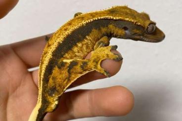 Geckos kaufen und verkaufen Photo: Kronengecko 100% het axanthic Männchen Geckos kaufen und verkaufen Photo: Kronengecko 100% het axanthic Männchen