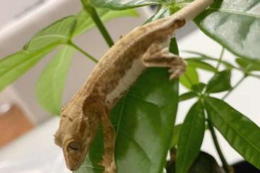 Geckos kaufen und verkaufen Photo: Kronengecko Lilly White(0.0.3) 55Euro Geckos kaufen und verkaufen Photo: Kronengecko Lilly White(0.0.3) 55Euro