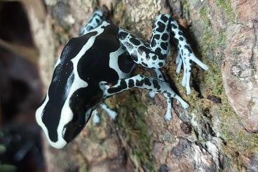 Pfeilgiftfrösche kaufen und verkaufen Foto: Dendrobates Tinctorius, Ranitomeya, Excidobates Mysteriosus