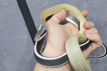 Snakes kaufen und verkaufen Photo: 1.0 Cb21 O.taeniurus ridleyi 