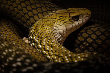 Snakes kaufen und verkaufen Photo: Cb23 Elaphe carinata yonaguniensis 