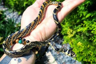 Schlangen kaufen und verkaufen Foto: Spilotes pullatus mexicanus Schlangen kaufen und verkaufen Foto: Spilotes pullatus mexicanus