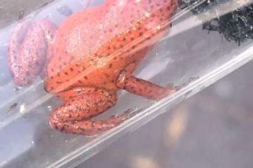 Poison dart frogs kaufen und verkaufen Photo: 1.0.4 oophaga Pumilio Bribri