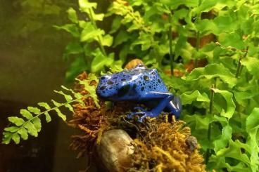 Pfeilgiftfrösche kaufen und verkaufen Foto: Dendrobates Azureus inkl. Terrarium