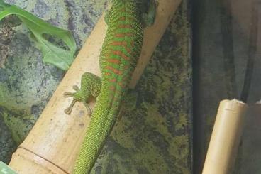 Geckos kaufen und verkaufen Foto: Phelsuma madagascariensis 