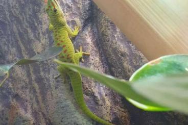 Geckos kaufen und verkaufen Foto: Phelsuma mad. grandis 0.2