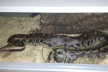 Schlangen kaufen und verkaufen Foto: Python Breitensteini  0.1 