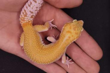 Geckos kaufen und verkaufen Photo: Leopard gecko 