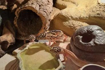 Geckos kaufen und verkaufen Foto: 3 Leopardengeckos inkl Terrarium 