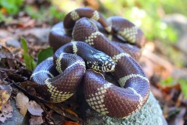 Snakes kaufen und verkaufen Photo: Kalifornische Kettennatter inklusive Terrarium und Zubehör abzugeben