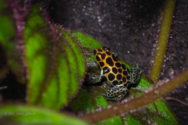 Poison dart frogs kaufen und verkaufen Photo: Ranitomeya für Marktheidenfeld