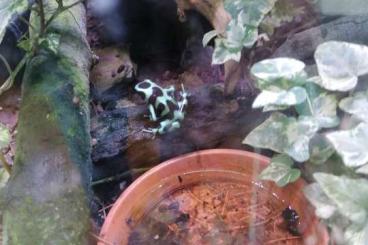 Pfeilgiftfrösche kaufen und verkaufen Foto: Verkaufe 6 Dendrobates auratus Pfeilgiftfrösche kaufen und verkaufen Foto: Verkaufe 6 Dendrobates auratus