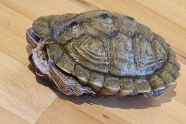 Tortoises kaufen und verkaufen Photo: Ich biete Schildkröte,   free