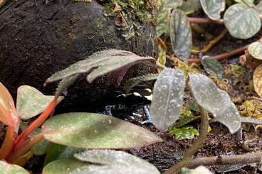 Poison dart frogs kaufen und verkaufen Photo: Dendrobates tinctorius“graubeiner"/ Adelphobates galactonotus "75%red"