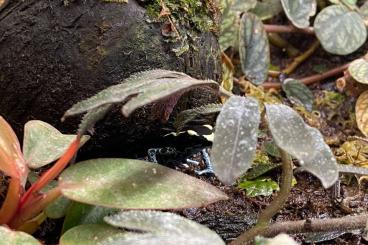 Pfeilgiftfrösche kaufen und verkaufen Foto: Dendrobates tinctorius“graubeiner"/ Adelphobates galactonotus "75%red"