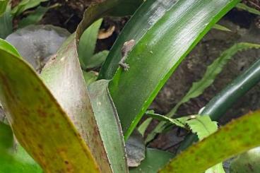 Echsen  kaufen und verkaufen Foto: Lepidodactylus lugubris / Takydromus smaragdinus