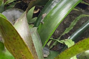 Geckos kaufen und verkaufen Foto: Lepidodactylus lugubris cb23