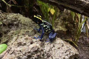 Pfeilgiftfrösche kaufen und verkaufen Foto: Dendrobates tinctorius graubeiner and robertus