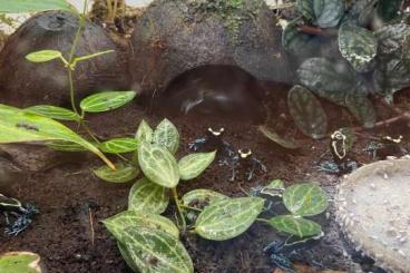 Pfeilgiftfrösche kaufen und verkaufen Foto: Dendrobates tinctorius Graubeiner