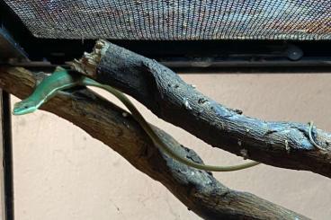other lizards kaufen und verkaufen Photo: Takydromus smaragdinus CB22