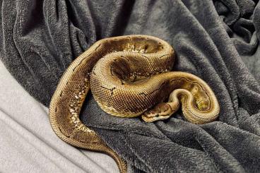 Ball Pythons kaufen und verkaufen Photo: 0.1 Königspython Spinner het Pied